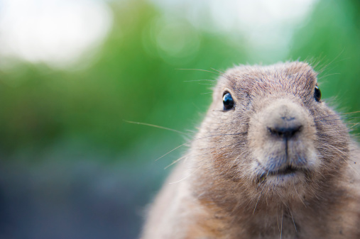 Close up of a cute prairie dog looking at the camera