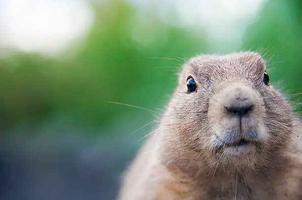 Close up of a cute prairie dog looking at the camera