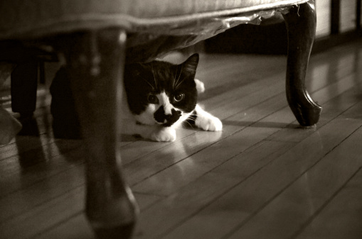 Cat under the armchair