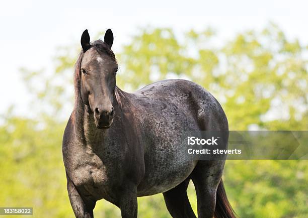 Big Horse - zdjęcia stockowe i więcej obrazów Fotografika - Fotografika, Gospodarstwo, Horyzontalny