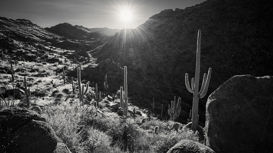 Morning light illuminates the boulders and saguaros along Ballantine Trail in Tonto National Forest