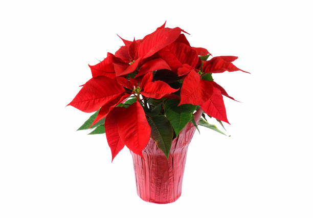 白い背景で隔離された赤いクリスマスポインセチア - isolated on white growth symbol poinsettia ストックフォトと画像