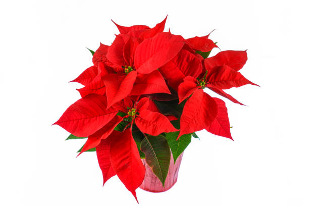 poinsettia de natal vermelha isolada no fundo branco - isolated on white growth symbol poinsettia - fotografias e filmes do acervo