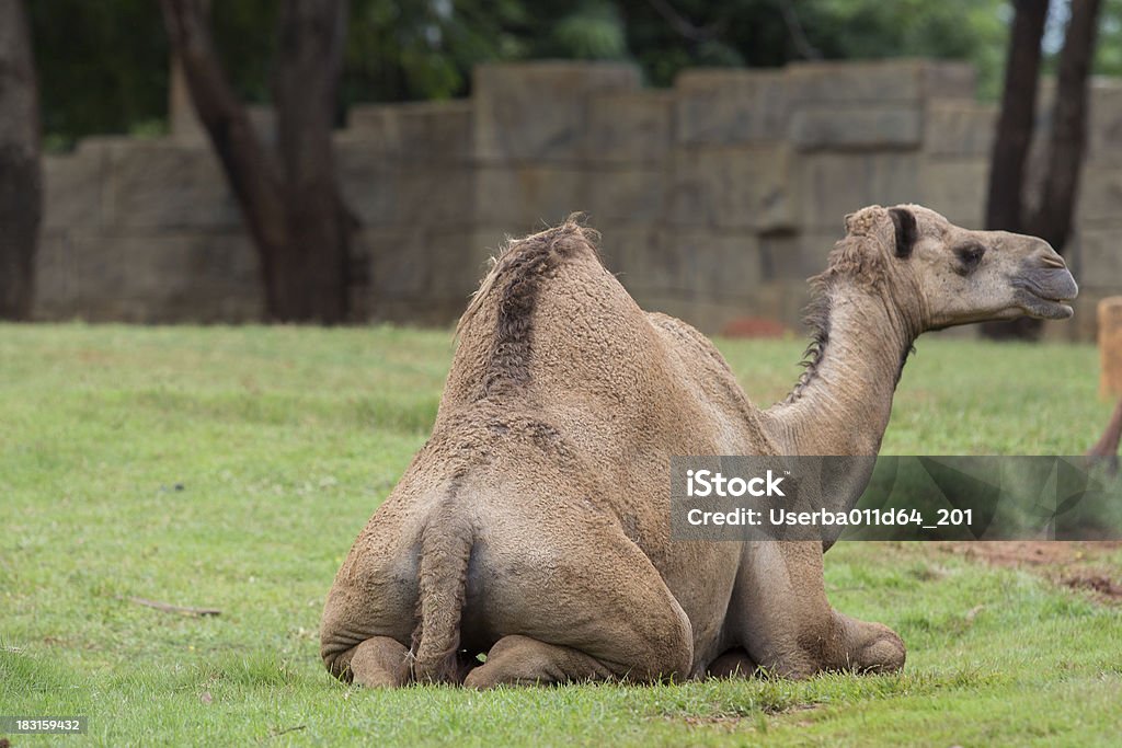 camel - Photo de Adulte libre de droits