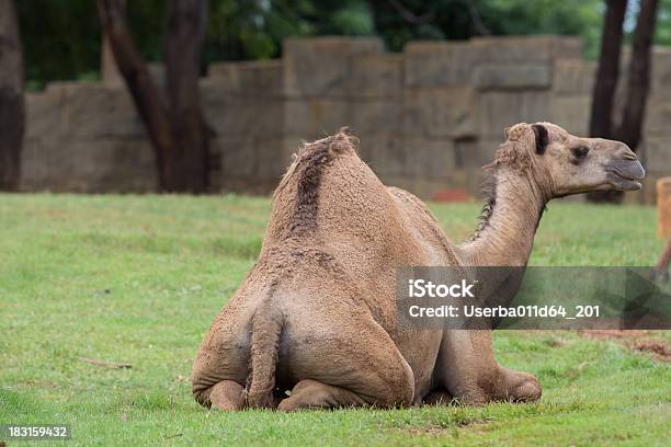 Photo libre de droit de Camel banque d'images et plus d'images libres de droit de Adulte - Adulte, Afrique, Arabie