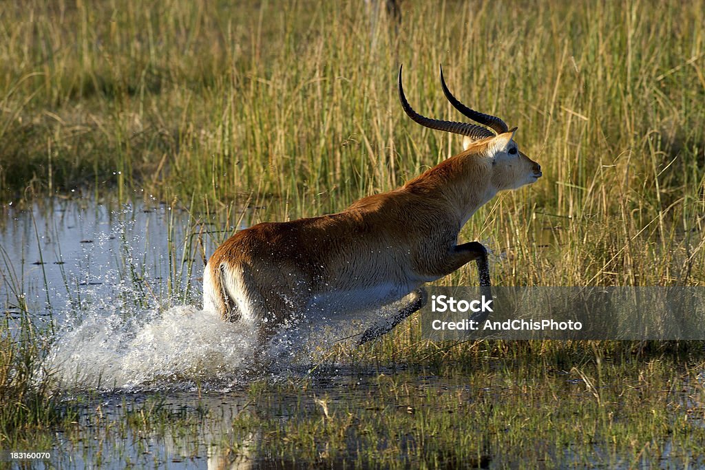 Antílope Lechwe, Delta de Okavango - Foto de stock de Actividad libre de derechos