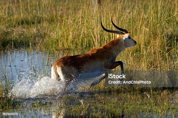 Antílope Lechwe Delta De Okavango Foto de stock y más banco de imágenes de Actividad - Actividad, Aire libre, Animales salvajes