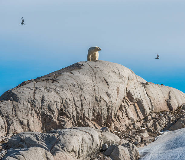 Polar bear standing on rock stock photo