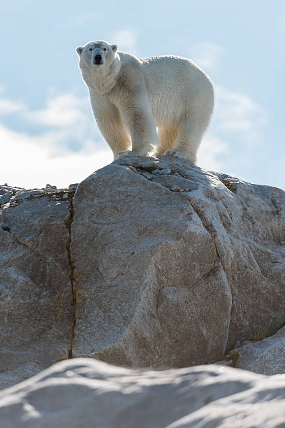 A large polar bear standing at the top of a mountain  stock photo