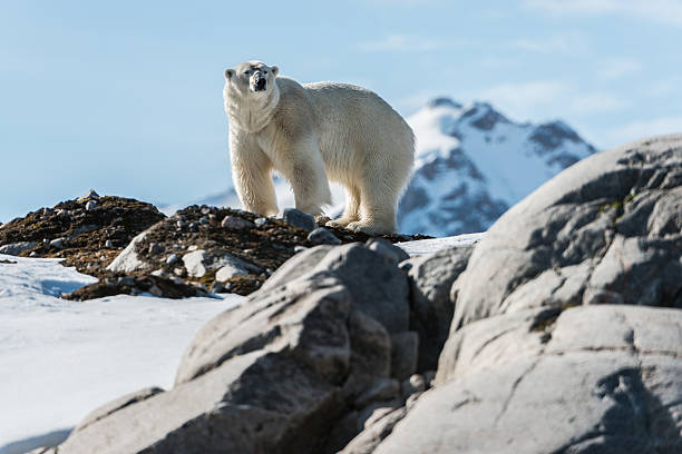 Polar bear standing on rock in Arctic stock photo