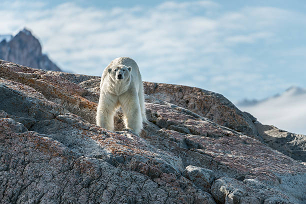 Polar bear standing stock photo