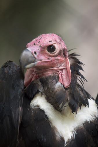Close-up face looks vulture.
