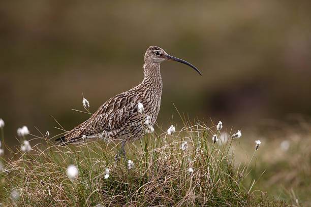 Curlew, Numenius arquata Curlew, Numenius arquata, in cotton grass, Wales wader bird stock pictures, royalty-free photos & images