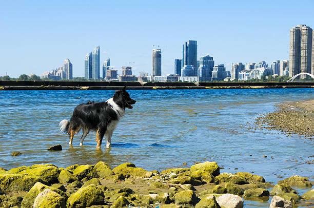 dog looking the city
