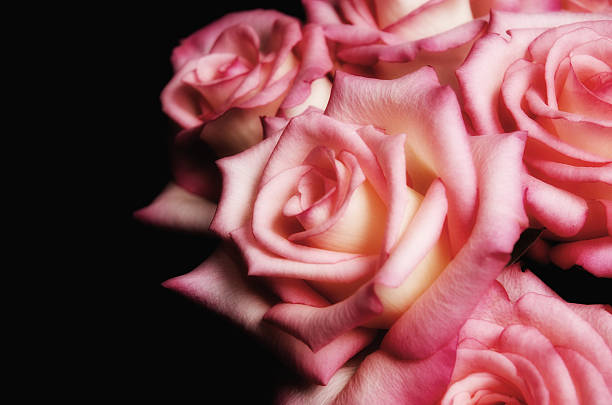 Softfocus róż – zdjęcie