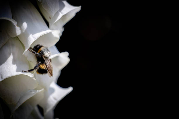 A bumblebee peacefully gathers nectar from a white flower against a striking black background, showcasing the beauty of nature in a New Zealand National Park