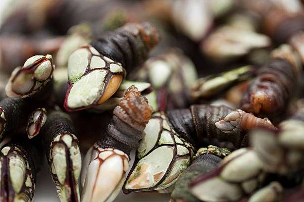 Barnacles Close up of a typical dish of barnacles in Galicia, Spain. Percebes are gooseneck barnacles, a traditional Spanish food. barnacle stock pictures, royalty-free photos & images