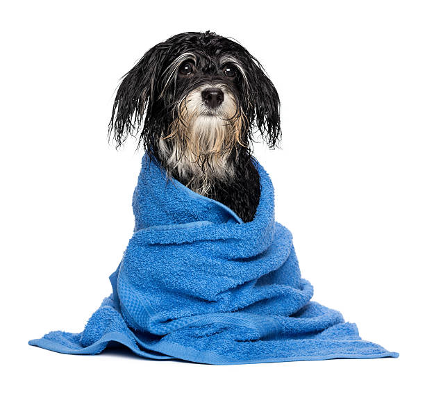 istock Wet havanese puppy after bath dressed in a blue towel 183168465