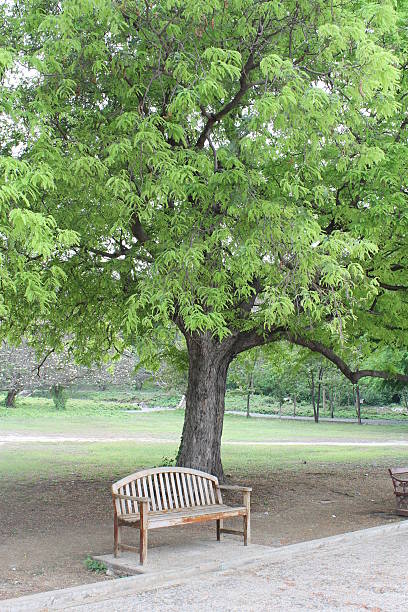istock Wooden chair 183169326