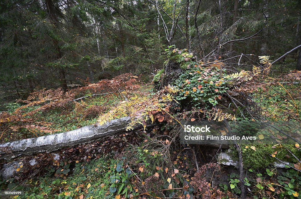 Caída de un árbol en el bosque de otoño - Foto de stock de Aire libre libre de derechos