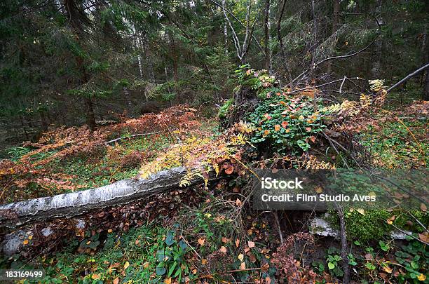 Caída De Un Árbol En El Bosque De Otoño Foto de stock y más banco de imágenes de Aire libre - Aire libre, Aventura, Boscaje