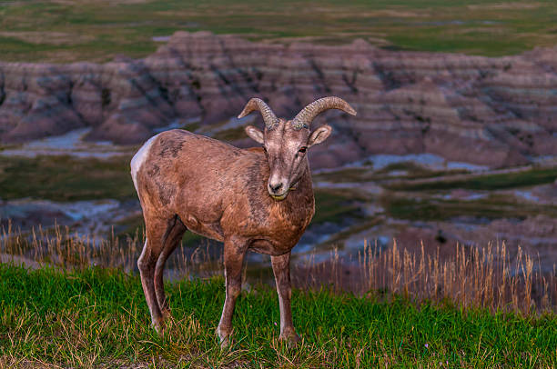 istock Badlands Bighorn Sheep Male 183169547