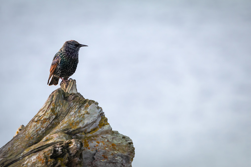 A Starling perched on driftwood at the beach.