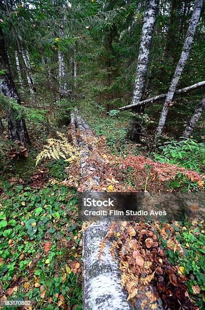 倒れた木は秋の森 - ソーセージのストックフォトや画像を多数ご用意 - ソーセージ, 人物なし, 公園