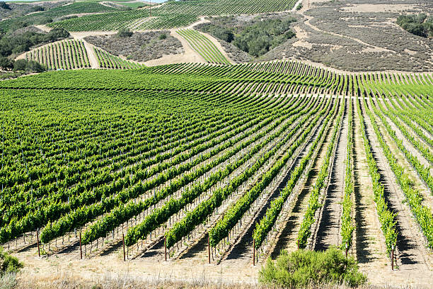 California Vineyard Rows of grape vines spread out in all directions in California wine country pinot noit stock pictures, royalty-free photos & images