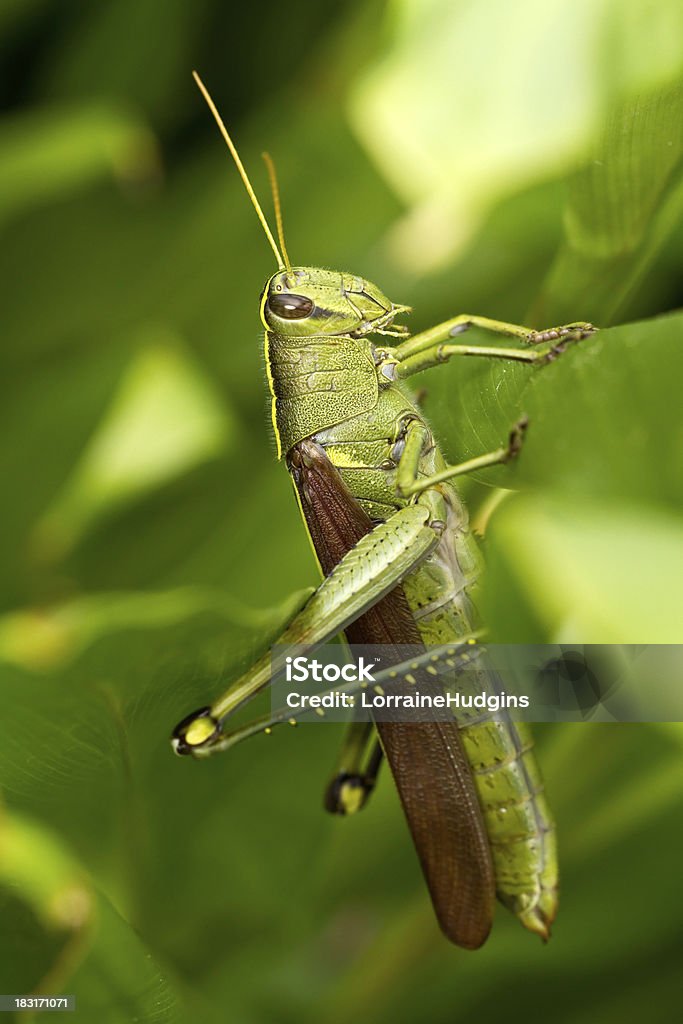 Zasłonić ptak Grasshopper na Liść - Zbiór zdjęć royalty-free (Biologia - Nauka)