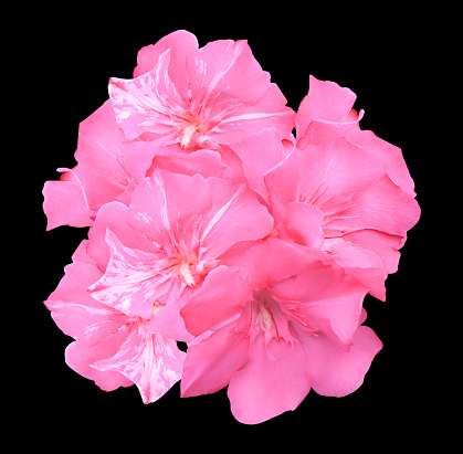 Oleander or Sweet Oleander or Rose Bay flowers. Close up pink Oleander flowers bouquet isolate on black background.