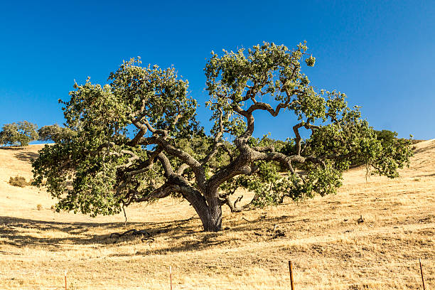 california live oak - quercia della california foto e immagini stock