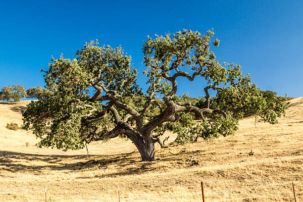 California Live Oak A California Live Oak tree spreads its limbs across the golden grassy hills of California live oak stock pictures, royalty-free photos & images