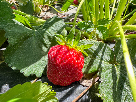 Close up photo of organic strawberries and strawberry plants in a farm