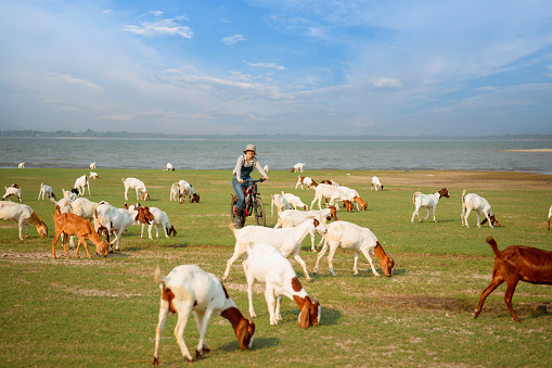 Asian farmer is riding bicycle in the field and watch goats graze. People lifestyle at the countryside on daily summer.