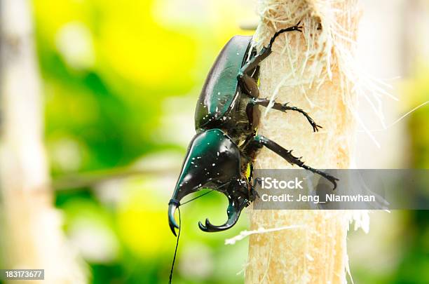 Nashorn Käfer Stockfoto und mehr Bilder von Asien - Asien, Bildschärfe, Braun