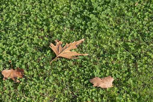 dried plane tree leaves on green grass