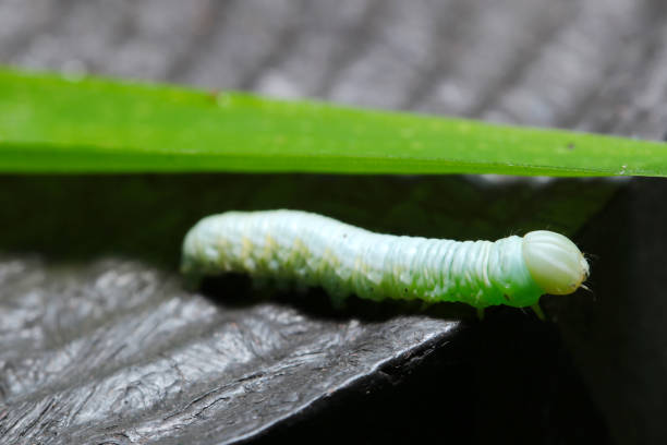 istock Very beautiful jade colored lobster  moth larva (Suzukishachihokoga, Pheosiopsis cinerea. Wildlife closeup macro photograph) 1831758132