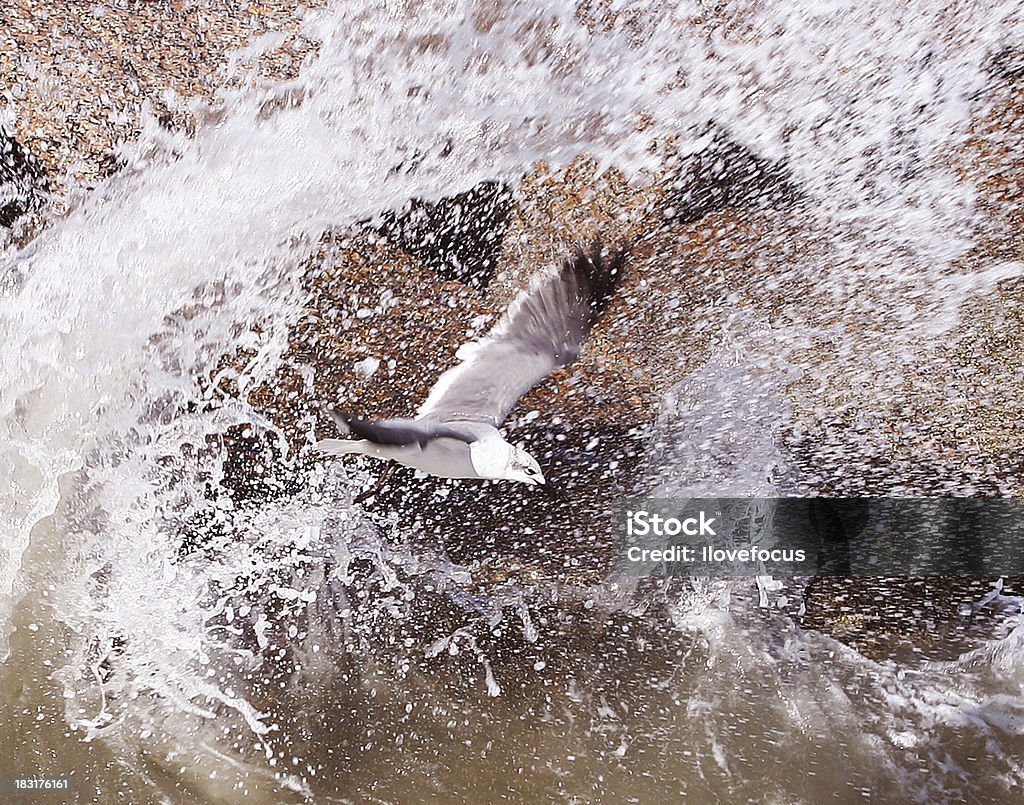 Волшебный птица - Стоковые фото Белый роялти-фри