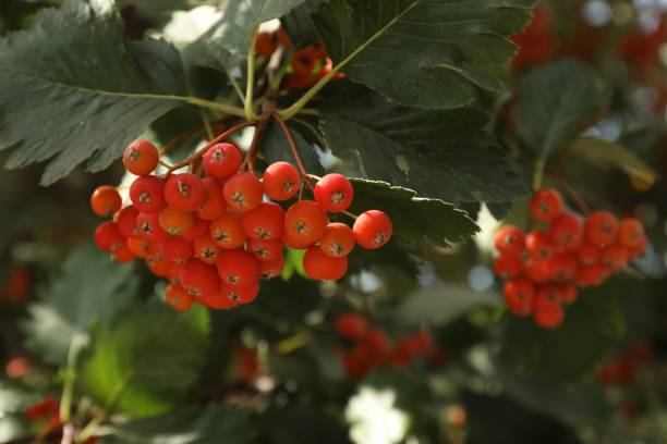 istock Rowan tree with many orange berries growing outdoors, closeup 1831767083