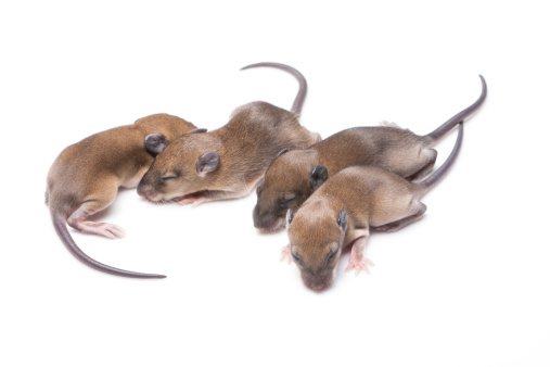 cute baby rats on white background