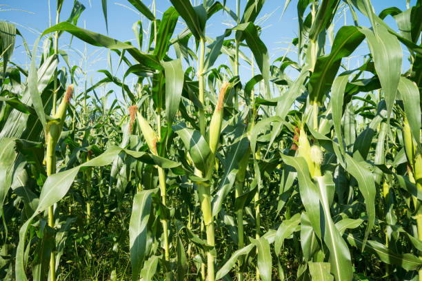 istock Corn field in a row plantation in sunny day blue clear sky background. 1831773813