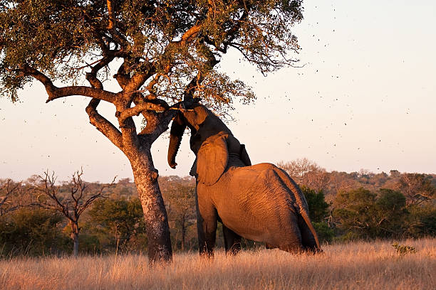 Éléphant push au marula tree - Photo