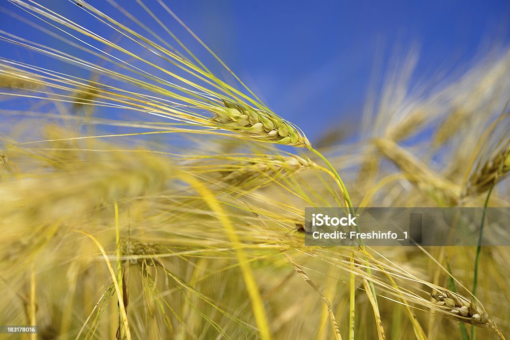 Orejas de trigo, cielo azul - Foto de stock de Agricultura libre de derechos