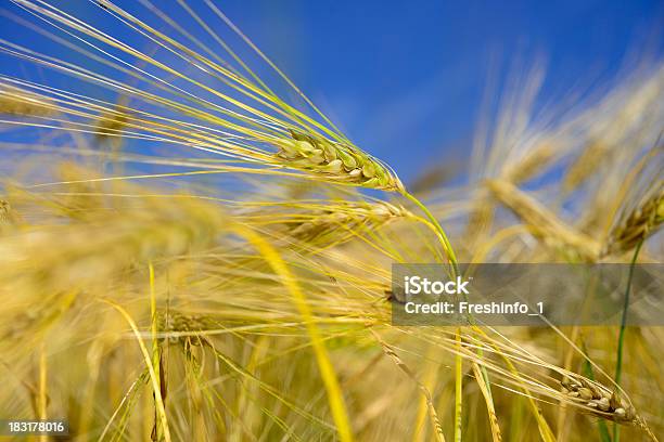 Orejas De Trigo Cielo Azul Foto de stock y más banco de imágenes de Agricultura - Agricultura, Aire libre, Alimento