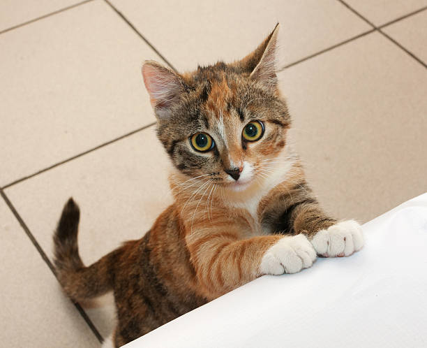 Tri-color kitten standing on his hind legs Tri-color kitten standing on his hind legs with a sad look begging animal behavior stock pictures, royalty-free photos & images