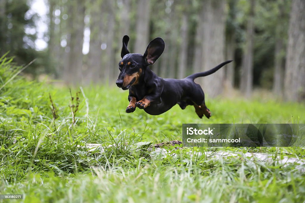 Miniature Dachshund jumping over a log. Black and tan Miniature Dachshund caught in mid air jumping over a log in the countryside with forest trees behind him, with his ears in the air. Dachshund Stock Photo