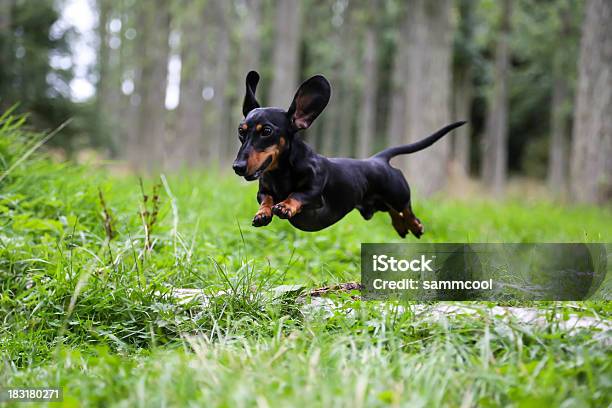 Miniature Dachshund Jumping Over A Log Stock Photo - Download Image Now - Dachshund, Dog, Jumping