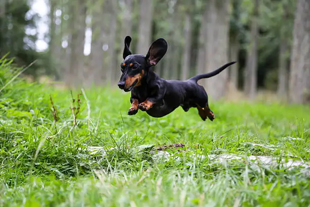 Black and tan Miniature Dachshund caught in mid air jumping over a log in the countryside with forest trees behind him, with his ears in the air.