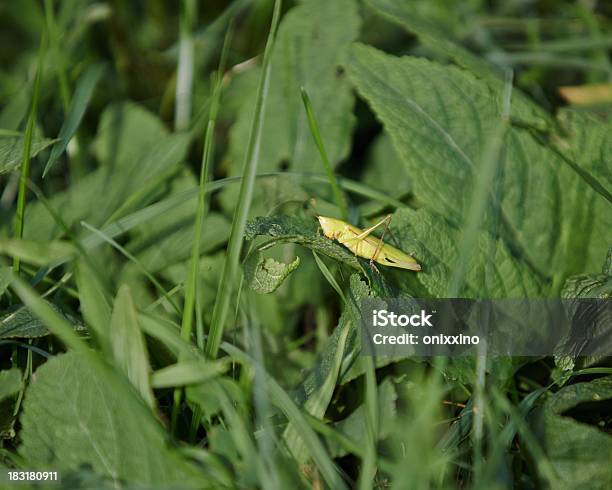 Saltamontes En La Naturaleza Salvaje Foto de stock y más banco de imágenes de Amarillo - Color - Amarillo - Color, Animal, Artrópodo